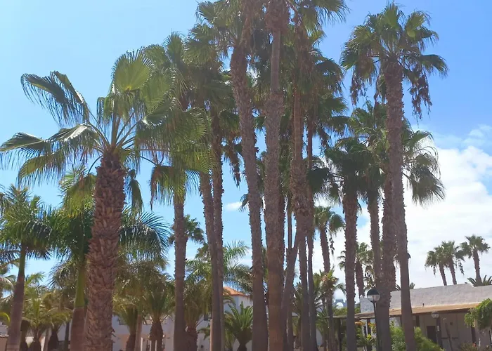 Mirada Al Sol By Leimma En Oasis Duna Corralejo